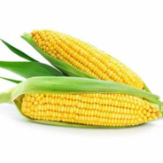 西伯利亚冰原玉米