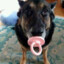 doggy wit a binky
