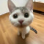胶片