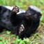 honeybadger