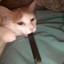 Juul Cat