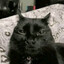 distinguished gentleman