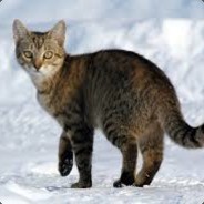 Papa - steam id 76561197965631276