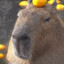 Capybara