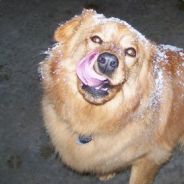 plumpkinz