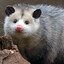 Possum