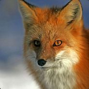 bookerisfox