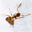 raspberry crazy ant