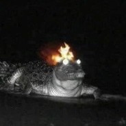 Professor Gator