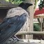 CrowEnjoyer3718