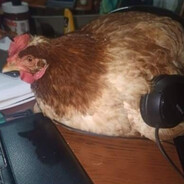 P1C0T4Z0