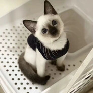 呆xiao乐