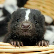 skunkz
