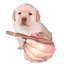 Avatar of player BlueBerry