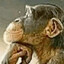 chimp