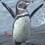 Left Galapagos Penguin