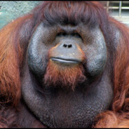 Orangutan