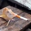 ZA ZA's avatar