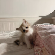 ファットファッカー