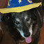 WizardDog
