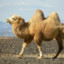 CMDR Camel