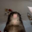 RAT