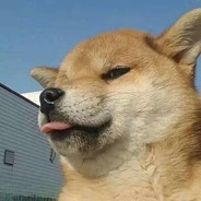 芝士雪豹闭嘴封烟