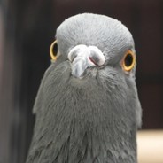 Columba livia