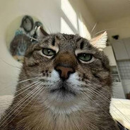 Meow
