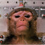 monkey