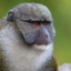 monkey man.