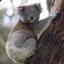 Lord Koala