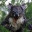 A Drop Bear