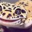 csgolottos Leopard Gecko