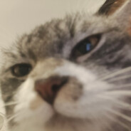 霹雳闪电绿头蝇