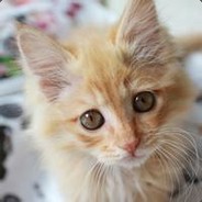 鲨鱼辣椒爱白嫖