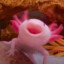 Axolotl_Yawn