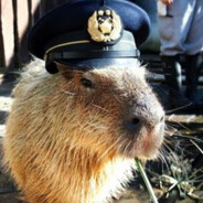 Capybara in a Hat