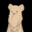 Soundbear