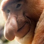 H3DV411  ^^, |HnZ| Lj rec 245.5