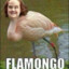 Flamongo