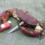 crab