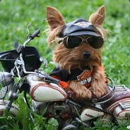 头像是只酷狗。