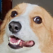 楽々が賢い愛犬だ