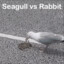 seagull5457