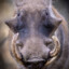 Feral Warthog