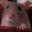 fat lap rat