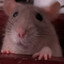 fat lap rat