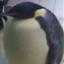 pingouinp