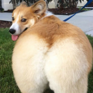 corgi master